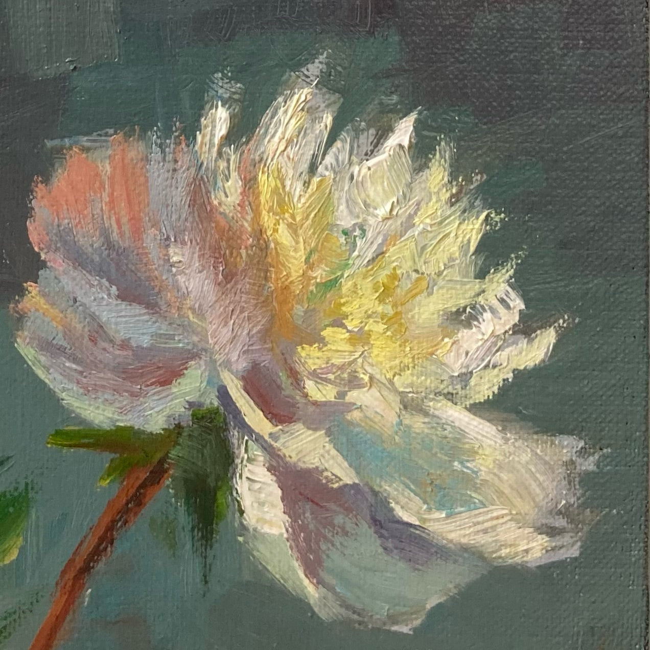 White Peonies in the garden